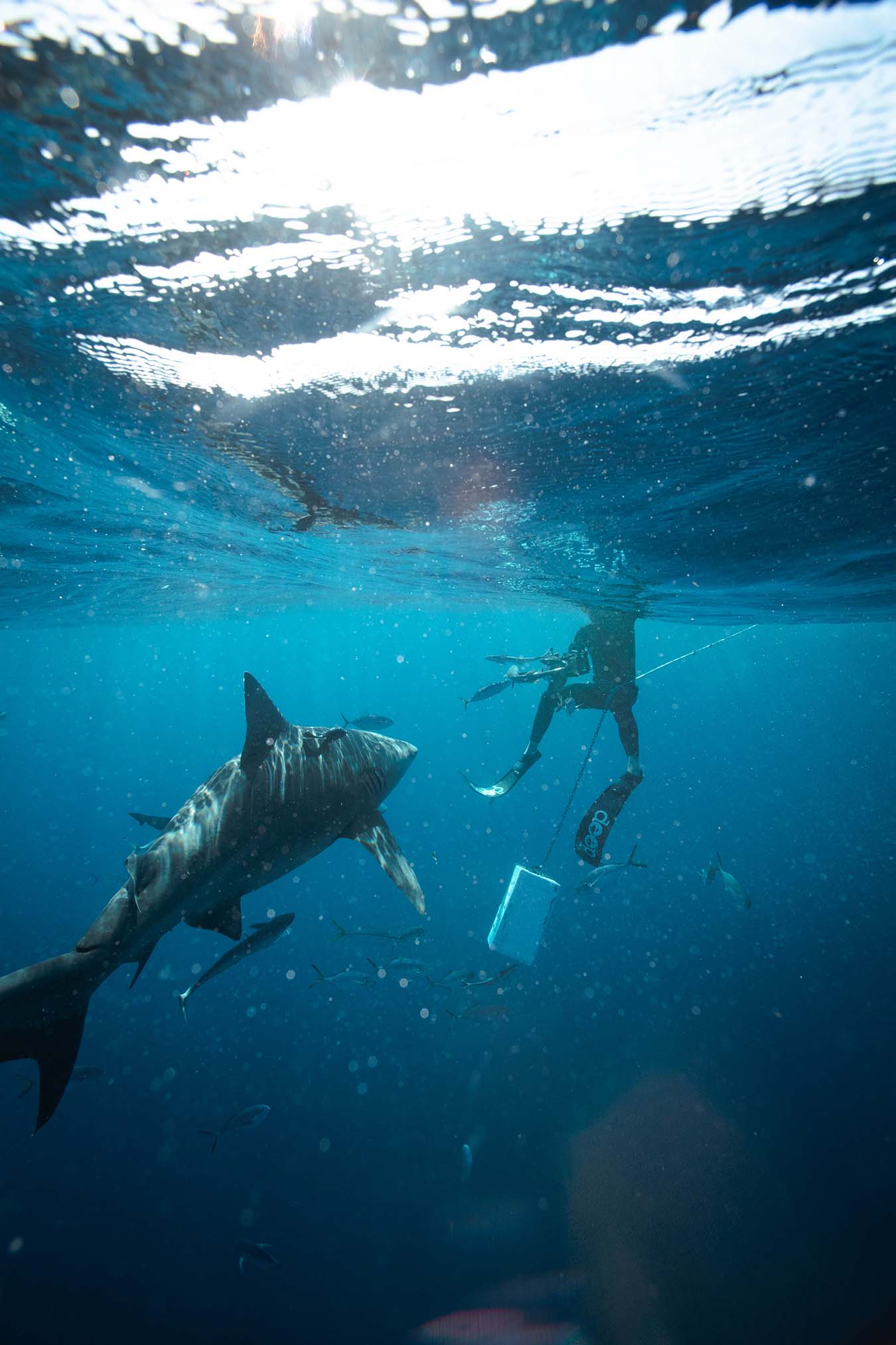 Tanner underwater with sharks