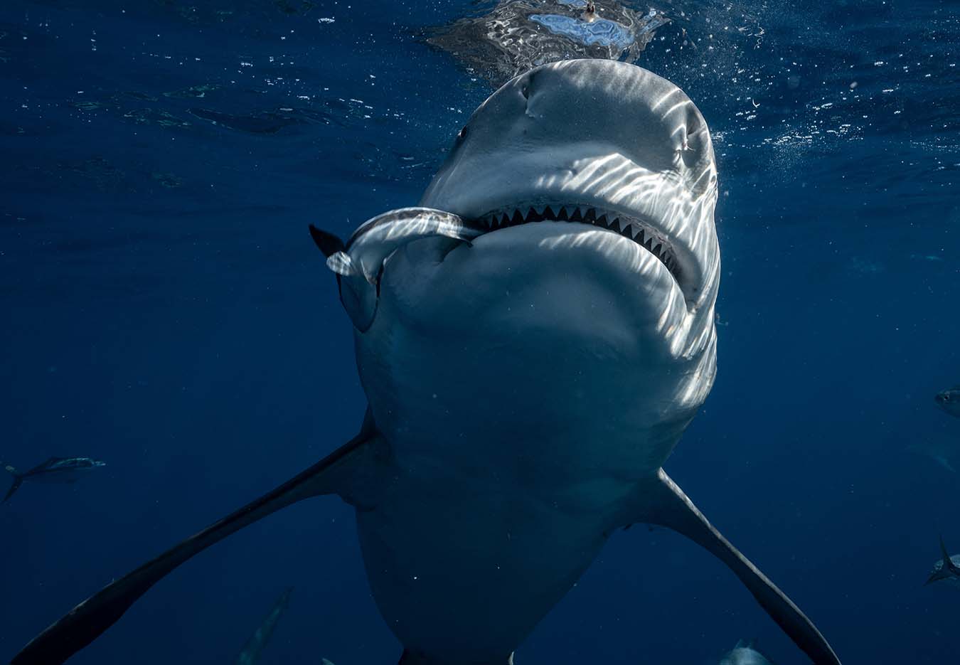 A giant shark swimming near the water surface.