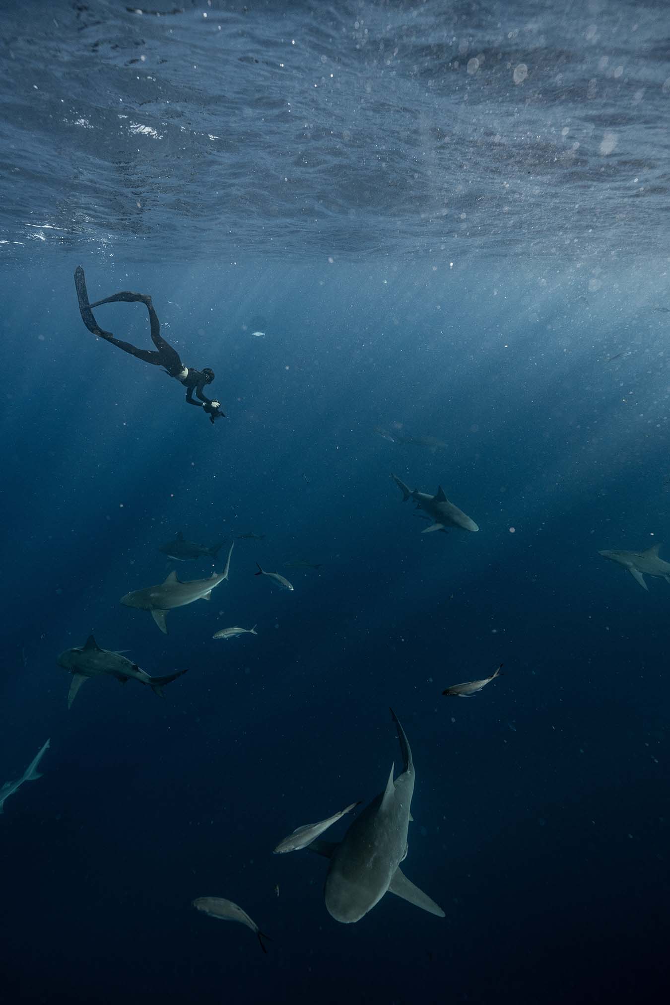 Tanner, swimming in a school of sharks