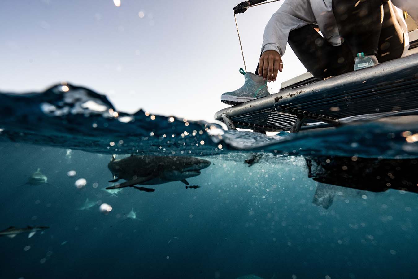 Tanner on a deck where a shark is swimming close to the surface