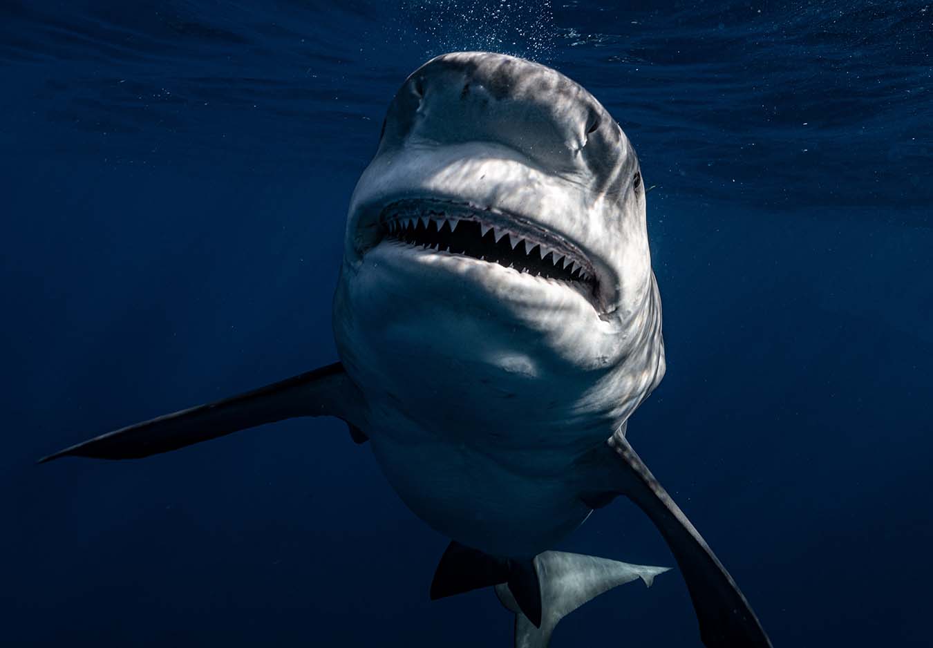 Closeup of a giant shark showing it's teeth