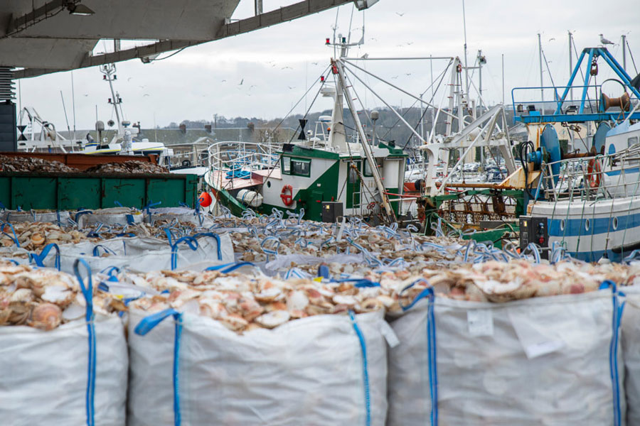 Bags of scallops at commercial fishing dock.