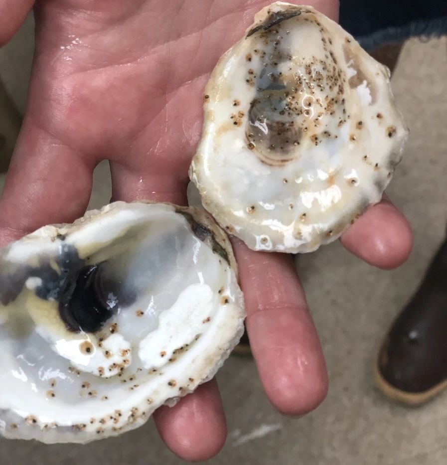 Oyster larvae cemented to oyster shell